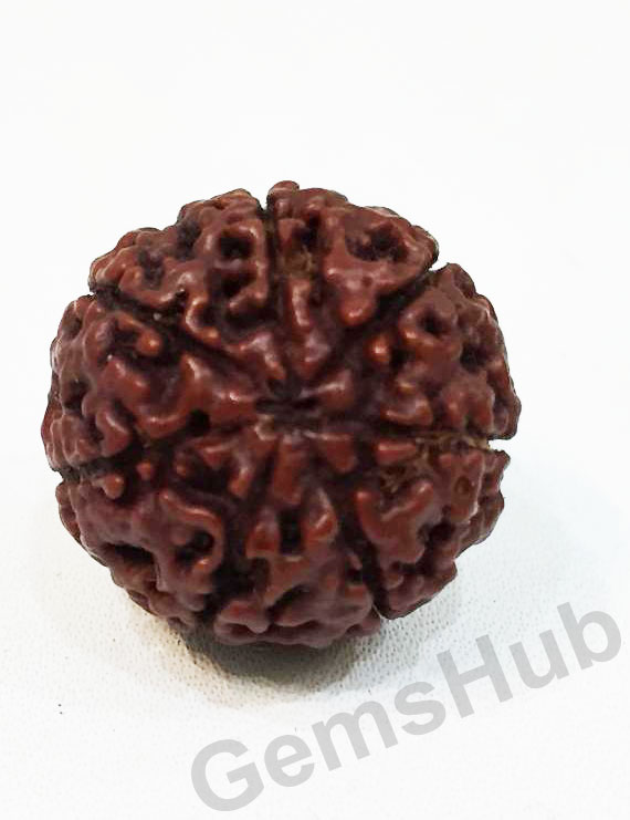 7 Mukhi Certified Indonesian Rudraksha